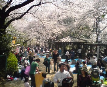 お花見 多摩川台公園 ネボスケ